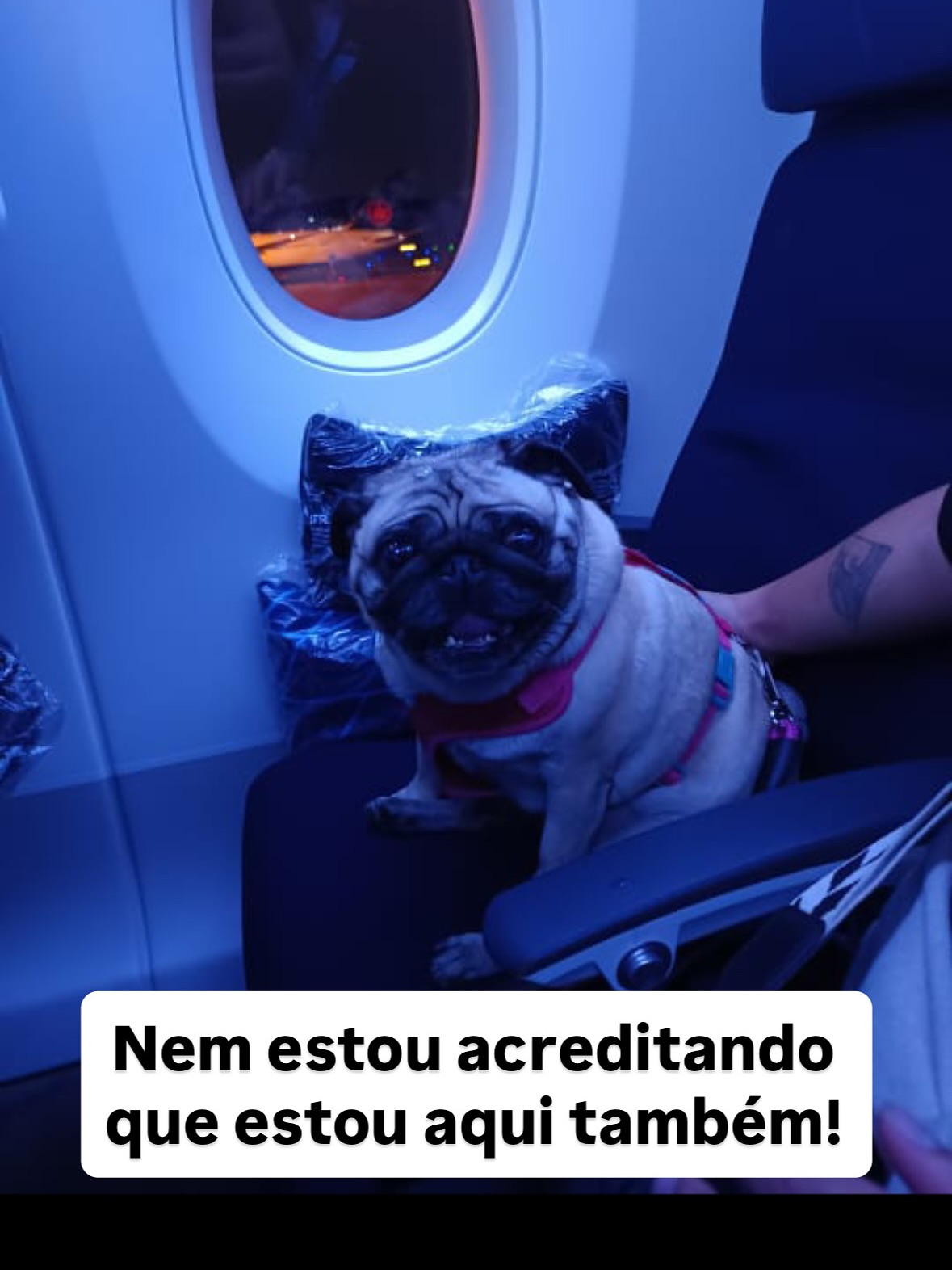 Dois cães e um gato. Todos na cabine, no mesmo voo.