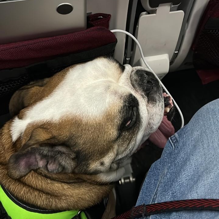 Lion, 25 kg de bulldogue inglês, voou na cabine.