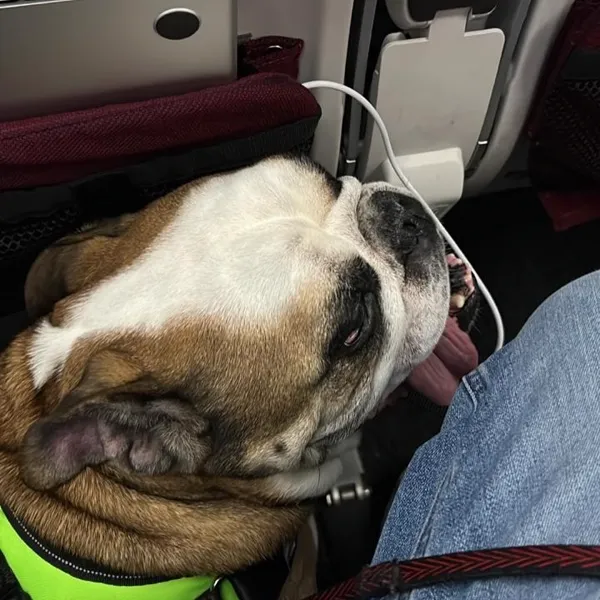 Lion, bulldogue inglês, na cabine do avião rumo aos Estados Unidos
