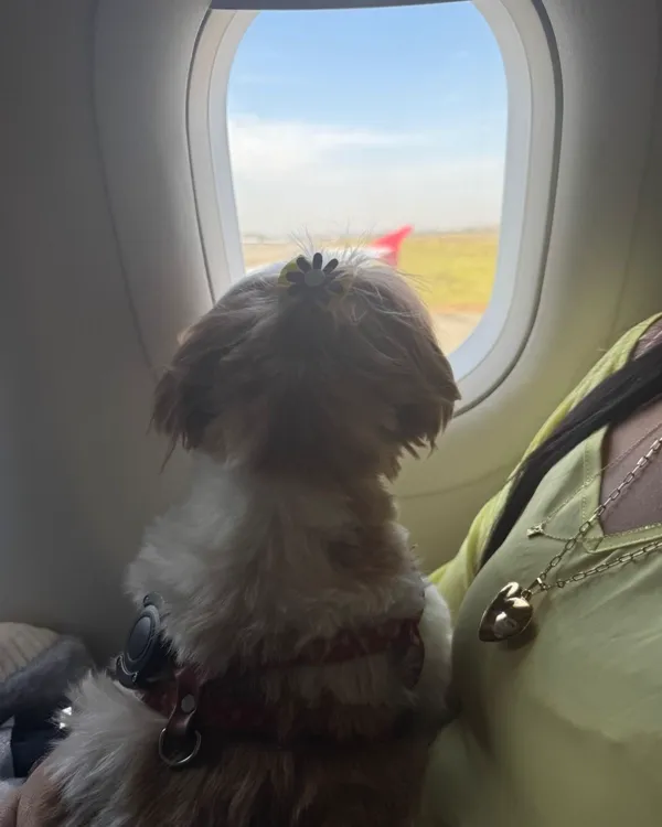 Vicky, shih tzu, olhando pela janela do avião durante viagem na cabine