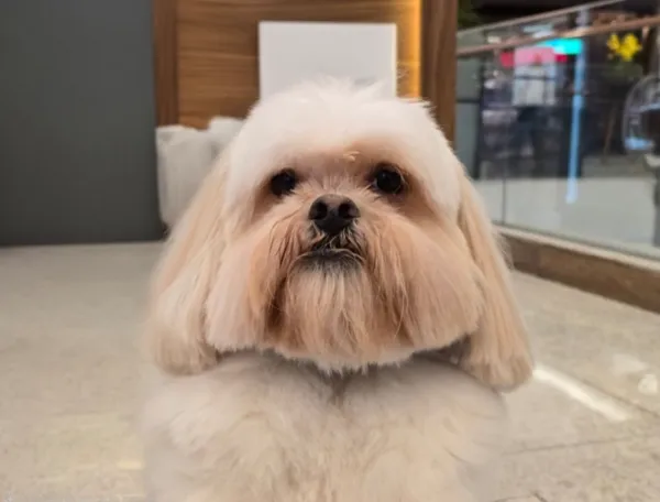Sugar, shih tzu, no shopping antes de viajar para o México