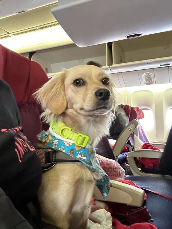 Toquinho, cão de suporte emocional, dentro da cabine do avião