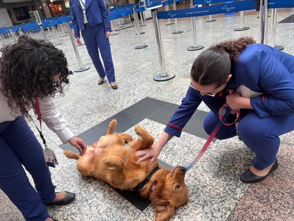Vic, golden retriever, recebendo carinho da equipe no aeroporto de Porto Alegre